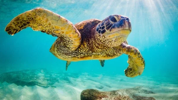 海龟。（图片来源：Adobe stock)